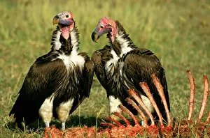 Tracheliotus: Lappet-faced Vulture - with carcass