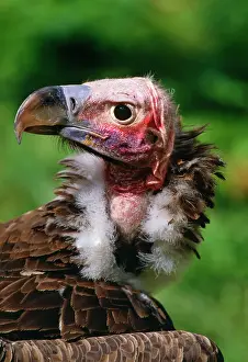 Tracheliotus: Lappet-faced VULTURE - close-up of head