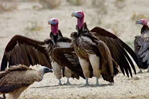 Tracheliotus: Lappet-faced Vulture - Courting pair. Threatened