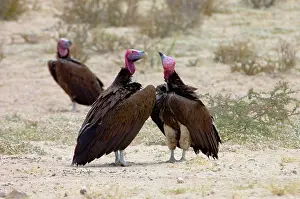 Tracheliotus: Lappet-faced Vulture - Courting pair. Threatened