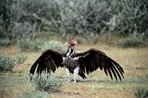 Aegypius: Lappet-faced Vulture, Etosha, Namibia