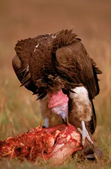 Tracheliotus: Lappet-faced Vulture - feeding on carrion