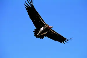 Tracheliotus: Lappet-faced Vulture - in flight