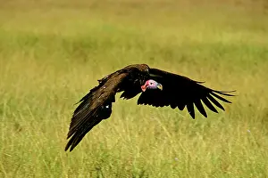 Tracheliotus: Lappet-faced Vulture - in flight