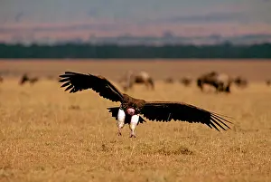 Tracheliotus: Lappet-faced Vulture - in flight landing