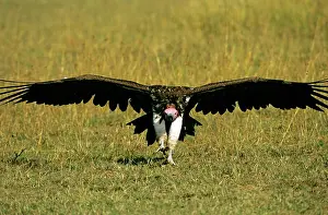 Tracheliotus: Lappet-faced Vulture - in flight landing
