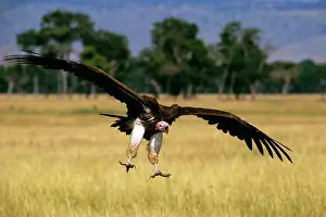 Tracheliotus: Lappet-faced Vulture - in flight landing