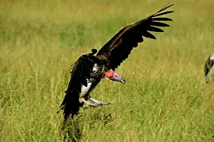 Tracheliotus: Lappet-faced Vulture - in flight landing