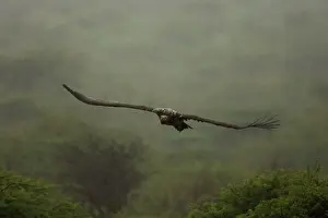 Tracheliotus: Lappet-Faced Vulture - Flying in the rain