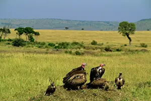 Tracheliotus: Lappet-faced Vulture - group on ground
