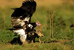Scavanging: Lappet-faced Vulture - and Jackal scavanging