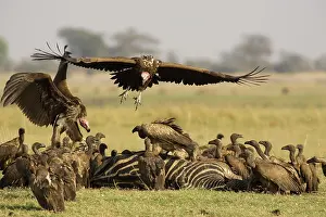 Lapped: Lappet-faced Vulture - The two large Lappet-faced
