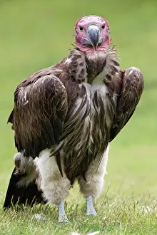 Faced: Lappet-faced vulture or Nubian Vulture