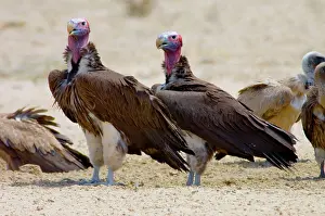 Aegypius: Lappet-faced Vulture - Pair of adults at waterhole