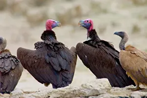 Aegypius: Lappet-faced Vulture - Pair of adults at waterhole