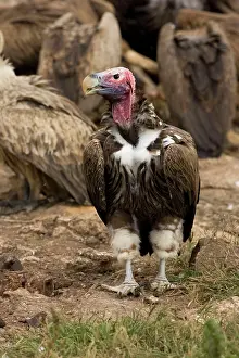 Tracheliotus: Lappet-Faced Vulture - Portrait with feeding vultures