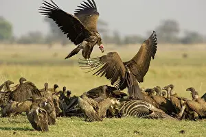 Quarrel: Lappet-faced Vulture - Quarrel between two Lappet-faced