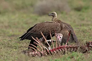 Tracheliotus: Lappet-faced Vulture - scavenging on carcass
