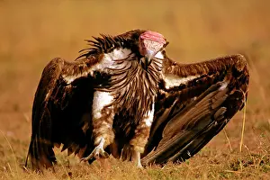 Tracheliotus: Lappet-faced Vulture - with spread wings