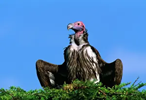 Tracheliotus: Lappet-faced Vulture - with spread wings