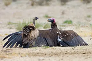 Aegypius: Lappet-faced Vulture - spreading wings with White-Backed