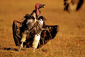 Torgos: Lappet-faced Vulture - sunning