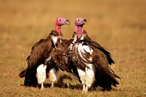 Tracheliotus: Lappet-faced Vulture - sunning