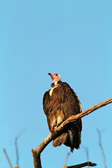 Tracheliotus: Lappet-faced Vulture (Torgos tracheliotos) on a