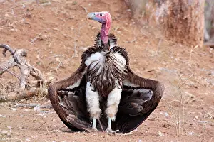 Tracheliotus: Lappet-faced Vulture (Torgos tracheliotos) sunbathing
