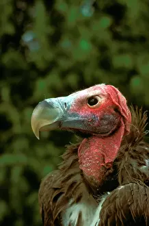 Tracheliotus: Lappet-faced vulture (Torgos tracheliotus) portrait