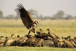 Quarrel: Lappet-faced Vulture + White backed Vulture (Gyps
