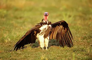 Torgos: Lappet-faced Vulture - with wings spread