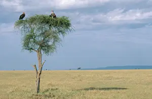 Aegypius: Lappet-Faced Vultures