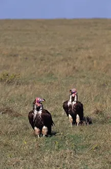 Aegypius: Lappet-Faced Vultures