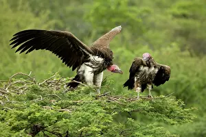 Tracheliotus: Lappet-Faced Vultures - Dominance display on top of tree