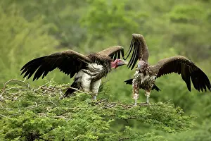 Tracheliotus: Lappet-Faced Vultures - Dominance display on top of tree
