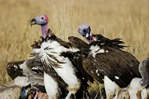 Tracheliotus: Lappet-faced Vultures at kill
