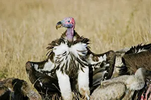 Tracheliotus: Lappet-faced Vultures at kill