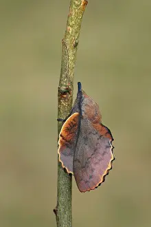Lappet: Lappet Moth