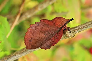Lappet: Lappet Moth camouflage leaf