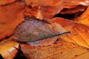 Lappet Moth camouflage leaf