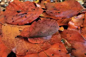 Lappet: Lappet Moth camouflage leaf