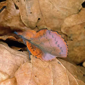 Lappet: Lappet Moth - female