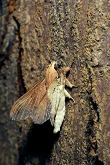 Lappet: Lappet Moth - on a tree-bark - has it's wings and