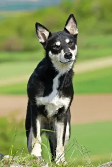Herder: Lapponian Herder, Lapinporokoira, Lapp Reindeer