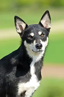 Herder: Lapponian Herder, Lapinporokoira, Lapp Reindeer