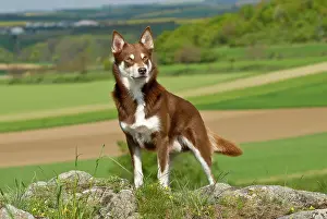 Herder: Lapponian Herder, Lapinporokoira or Lapp Reindeer