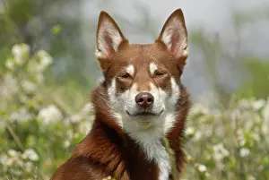Flowery: Lapponian Herder, Lapinporokoira or Lapp Reindeer