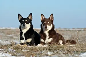 Lays: Two Lapponian Herders, Lapinporokoira, Lapp Reindeer