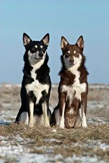 Herders: Two Lapponian Herders, Lapinporokoira, Lapp Reindeer